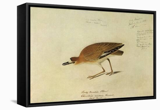 Mountain Plover-John James Audubon-Framed Stretched Canvas