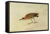 Mountain Plover-John James Audubon-Framed Stretched Canvas