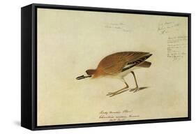 Mountain Plover-John James Audubon-Framed Stretched Canvas