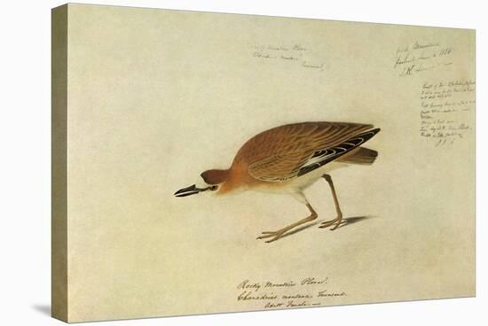 Mountain Plover-John James Audubon-Stretched Canvas