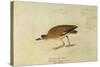 Mountain Plover-John James Audubon-Stretched Canvas