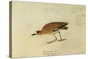 Mountain Plover-John James Audubon-Stretched Canvas
