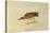 Mountain Plover-John James Audubon-Stretched Canvas