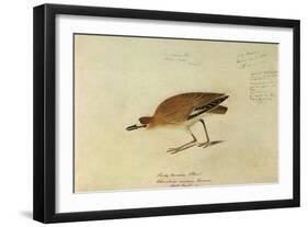 Mountain Plover-John James Audubon-Framed Premium Giclee Print
