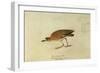 Mountain Plover-John James Audubon-Framed Premium Giclee Print