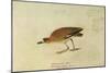 Mountain Plover-John James Audubon-Mounted Premium Giclee Print