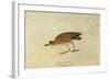 Mountain Plover-John James Audubon-Framed Giclee Print