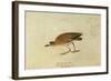 Mountain Plover-John James Audubon-Framed Giclee Print