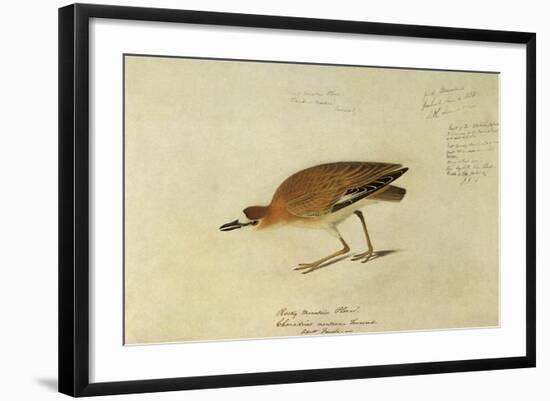 Mountain Plover-John James Audubon-Framed Giclee Print