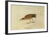 Mountain Plover-John James Audubon-Framed Giclee Print