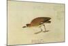 Mountain Plover-John James Audubon-Mounted Giclee Print