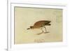 Mountain Plover-John James Audubon-Framed Giclee Print