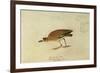 Mountain Plover-John James Audubon-Framed Giclee Print