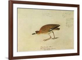 Mountain Plover-John James Audubon-Framed Giclee Print