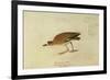 Mountain Plover-John James Audubon-Framed Giclee Print