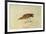 Mountain Plover-John James Audubon-Framed Giclee Print