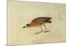 Mountain Plover-John James Audubon-Mounted Giclee Print