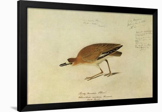 Mountain Plover-John James Audubon-Framed Giclee Print