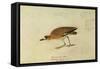 Mountain Plover-John James Audubon-Framed Stretched Canvas