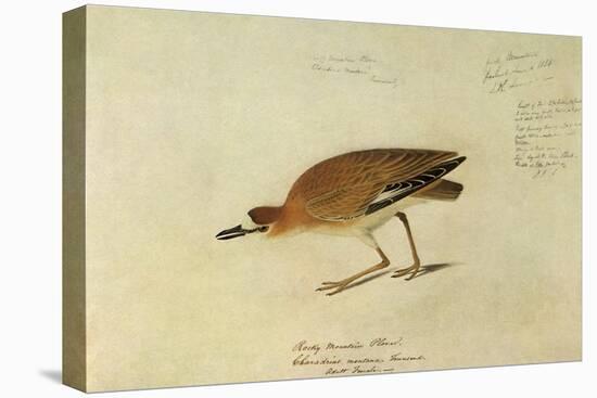 Mountain Plover-John James Audubon-Stretched Canvas