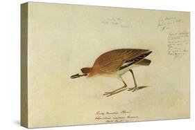 Mountain Plover-John James Audubon-Stretched Canvas