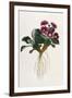 Mountain Primula-William Curtis-Framed Art Print