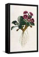 Mountain Primula-William Curtis-Framed Stretched Canvas