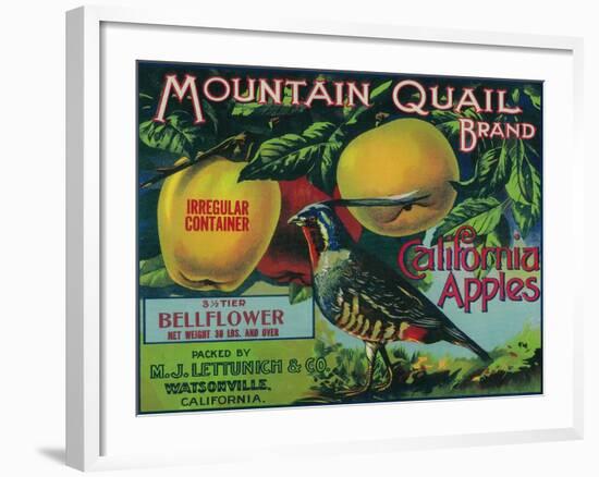 Mountain Quail Apple Crate Label - Watsonville, CA-Lantern Press-Framed Art Print