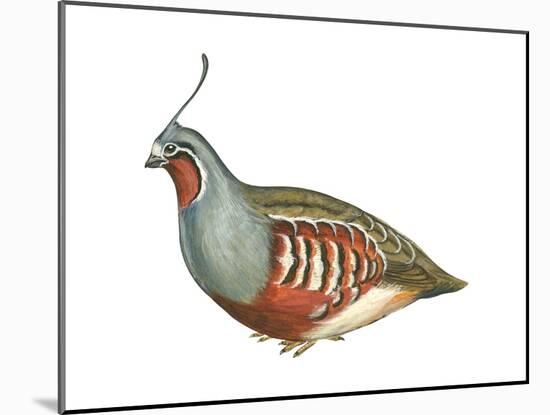 Mountain Quail (Oreortyx Pictus), Birds-Encyclopaedia Britannica-Mounted Poster