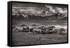 Mountain Range Mavericks-Lisa Dearing-Framed Stretched Canvas