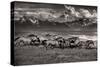 Mountain Range Mavericks-Lisa Dearing-Stretched Canvas