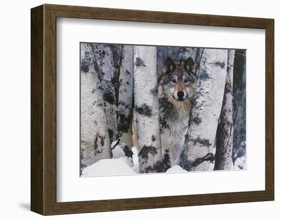 Mountain Ranger-Art Wolfe-Framed Giclee Print