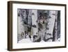 Mountain Ranger-Art Wolfe-Framed Giclee Print