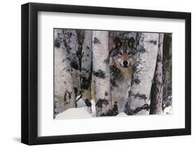 Mountain Ranger-Art Wolfe-Framed Art Print