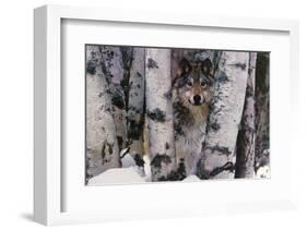 Mountain Ranger-Art Wolfe-Framed Art Print