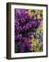 Mountain Saxifrage and Lichen, Kongakut River Valley, Arctic National Wildlife Refuge, Alaska, USA-Hugh Rose-Framed Photographic Print