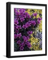 Mountain Saxifrage and Lichen, Kongakut River Valley, Arctic National Wildlife Refuge, Alaska, USA-Hugh Rose-Framed Photographic Print