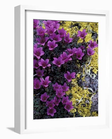 Mountain Saxifrage and Lichen, Kongakut River Valley, Arctic National Wildlife Refuge, Alaska, USA-Hugh Rose-Framed Photographic Print