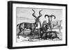 Mountain Sheep and Ibex, C1890-Levy-Framed Giclee Print