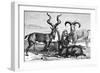 Mountain Sheep and Ibex, C1890-Levy-Framed Giclee Print