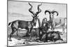 Mountain Sheep and Ibex, C1890-Levy-Mounted Giclee Print
