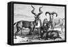 Mountain Sheep and Ibex, C1890-Levy-Framed Stretched Canvas