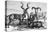 Mountain Sheep and Ibex, C1890-Levy-Stretched Canvas