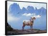 Mountain Sheep-Ata Alishahi-Framed Stretched Canvas