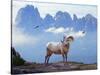 Mountain Sheep-Ata Alishahi-Stretched Canvas