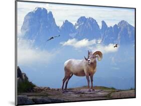 Mountain Sheep-Ata Alishahi-Mounted Giclee Print