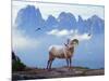 Mountain Sheep-Ata Alishahi-Mounted Giclee Print