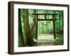 Mountain Shrine, Yakushima, Kagoshima, Japan-Rob Tilley-Framed Premium Photographic Print