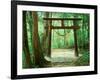 Mountain Shrine, Yakushima, Kagoshima, Japan-Rob Tilley-Framed Photographic Print