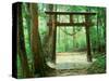 Mountain Shrine, Yakushima, Kagoshima, Japan-Rob Tilley-Stretched Canvas